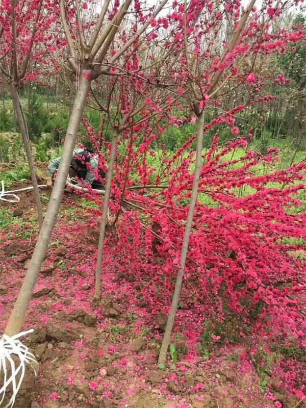 什么是红叶碧桃？能吃吗？红叶碧桃基地为您介绍