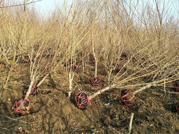 红叶碧桃树苗多少钱一棵？_碧桃基地最新价格