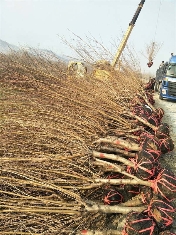 红叶碧桃树苗多少钱一棵？_碧桃基地最新价格