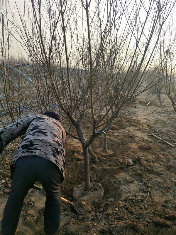 红叶碧桃树苗多少钱一棵？_碧桃基地最新价格