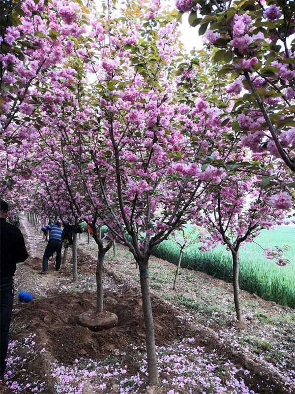 樱花树什么时候移植好_时间详解