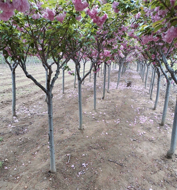 樱花树苗哪里能买到？樱花树基地介绍