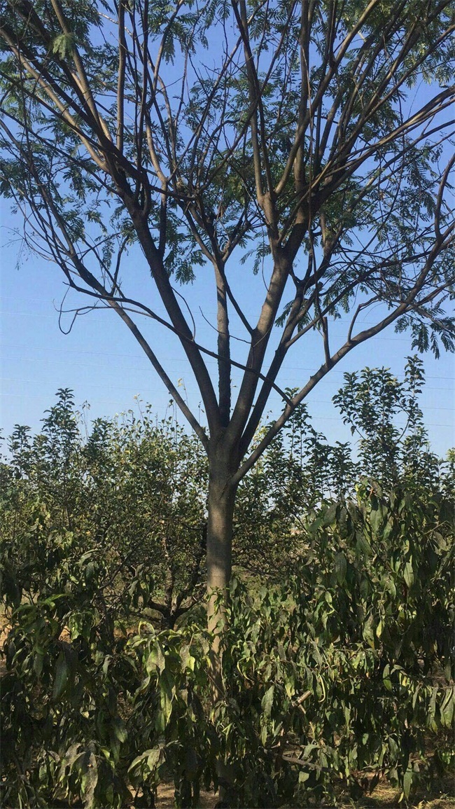 芙蓉树多少钱一棵？合欢树最新基地报价