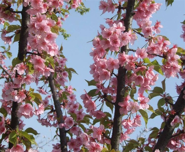 樱花树有什么特点？樱花树图片介绍