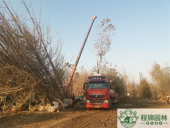 精东黄色视频应用下载树